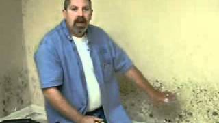 Mold Professional Licks Mold Off of Wall [upl. by Boote]