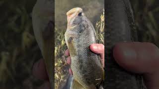 November 10th 2024 crappie fishing bassfishing iowa iowaoutdoors wildlife angler outdoors [upl. by Chelsea]