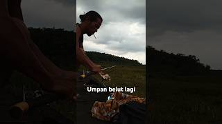 Umpan belut lagi🎣fishing anglerfish mancing angler ikan anglermania fish mancingmania [upl. by Ytima]