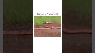 Earthworms Fertilization 🔥😍 shorts earthworm shirazivillagevlog [upl. by Coster461]