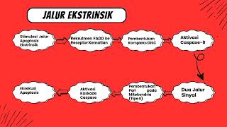 Ekspresi Gen Protein Caspases  3 Pada Jalur Apoptosis [upl. by Yeclek]