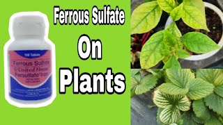 Ferrous Sulfate on Plants  Part 2 Awesome  Josephine Florence Vlog [upl. by Matthews]