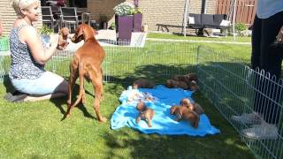 Lunas 20 Tage alte Welpen Magyar Vizsla im Garten [upl. by Ahsercul]