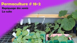 Permaculture 182 Repiquage des semis La suite [upl. by Adnarym]