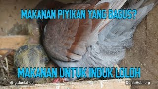 Makanan Merpati Piyik dan indukan Loloh yang Bagus [upl. by Stacey]