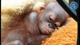 Emergency appeal for Didik the baby orangutan [upl. by Nerland]