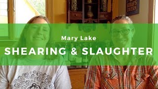 24 Mary Lake  Shepherd Shearer Slaughterer [upl. by Reube563]