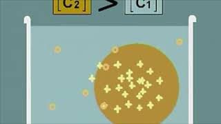 Obtention dun caryotype humain [upl. by Mat]