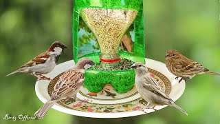 How To Make A Bird Feeder  DIY Homemade Plastic Bottle Bird Feeder [upl. by Ettevets722]