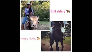 Bull Riding vs Horse Riding The Ultimate Showdown [upl. by Yenahpets]