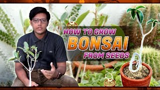 How to grow Bonsai from seeds in Urdu Hindi [upl. by Enirbas]