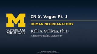 Nervous System Vagus Nerve CNX  part 1 [upl. by Nodnar]