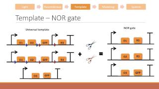 Reconfiguring genetic circuits with light [upl. by Iverson]