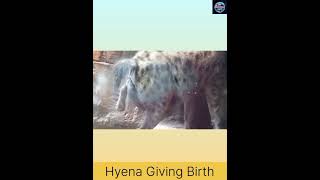 Female Hyena Giving Birth  How does a Hyena give birth facts short hyena MsUncountableFacts [upl. by Keegan751]