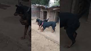 Rottweiler vs pitbull fight doglover fight Pitbull dogfight trending shorts ytshorts gsd [upl. by Halac772]