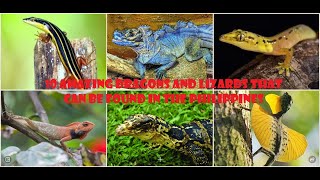 10 AMAZING DRAGONS AND LIZARD IN THE PHILIPPINES  LIVING DRAGONS [upl. by Verdi]