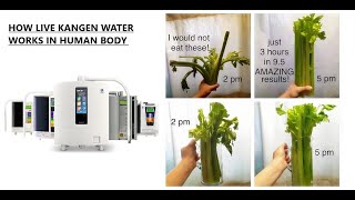 HOW LIVE ENAGIC KANGEN WATER WORKS IN HUMAN BODY WITH CARROT EXAMPLE [upl. by Uela30]