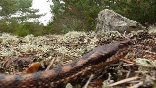 Grosse vipère aspic en forêt de Fontainebleau [upl. by Eisenhart]