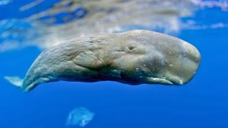 SPERM WHALE The Killer of Killer Whales Orca Versus Sperm Whale [upl. by Sergent359]