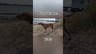 How does he know vizsla [upl. by Nikkie]