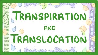 GCSE Biology  Transport in plants  Translocation Phloem and Transpiration Xylem 51 [upl. by Ydasahc]