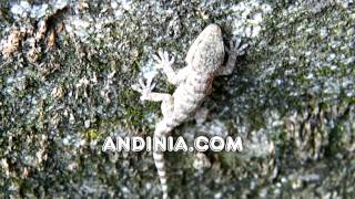 Salamanquesa común Tarentola mauritanica  Common Wall Gecko  Osgamoura [upl. by Paolo]