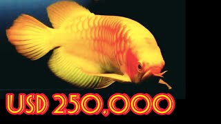 Best Top 10 Most Expensive Arowana Fish in the World  Super Rare Arowana Fish [upl. by Yehs]