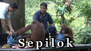 Sepilok orangutan sanctuary Borneo 🇲🇾 [upl. by Spencer609]