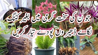 Plants you Can Divide By Rootsایک پودے سے کٹنگ کے بنا ڈھیر وں پودے تیار کریں How To Divide plants [upl. by Imeka389]