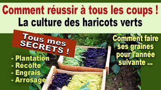 Comment réussir la culture des haricots verts au jardin potager bio [upl. by Weston882]