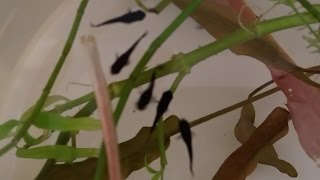 How to prevent female molly fish from eating its own baby fry Saving as much as possible molly fry [upl. by Offen]