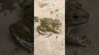 Amazing frogs catch funny frogs at night part 29 frog funny shorts [upl. by Ritchie]