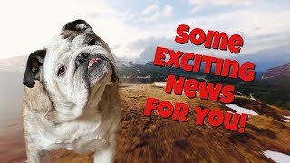 Reuben the Bulldog A Big Announcement [upl. by Hteboj]