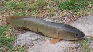 What is a Mudfish [upl. by Donough]