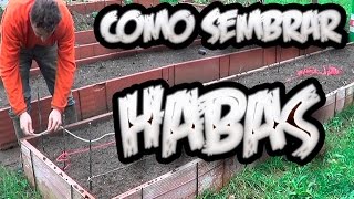 Como Sembrar Habas  Huerto Organico  La Huertina De Toni [upl. by Wulfe]