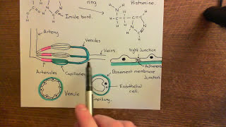 Type 1 Activation of Endothelial Cells Part 3 [upl. by Derag]