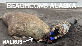 Alaska Beachcombing for Walrus and Glass Floats [upl. by Okia]