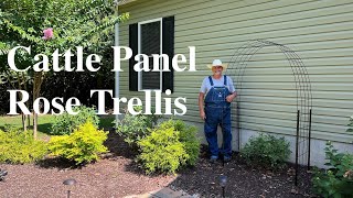 Making A Climbing Rose Trellis From A Cattle Panel [upl. by Yenwat]