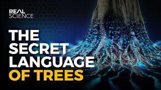 The Secret Language of Trees [upl. by Eiramesor462]