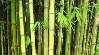 Bamboo growing noisewmv [upl. by Aelanna872]