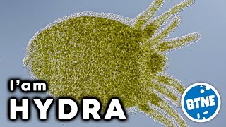 My Name Is HYDRA and I am a Perfect Hunter Meet This Immortal Creature Up Close Under Microscope [upl. by Ivett]