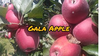 GALA APPLE HARVEST gala [upl. by Ralip980]