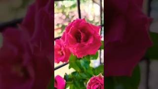 Fairy Rose Climbing Rose shorts rose roseflowers nature [upl. by Sand]