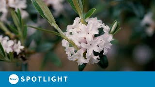 A Walk Through the Rhodos  The Greig Rhododendron Species Garden [upl. by Inasah]