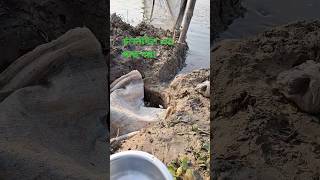 চলনবিল এর মাছ ধরা আনেক আনেক মাছcholonbil fishing [upl. by Anne-Marie]