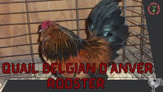 QUAIL BELGIAN DANVER ROOSTER Information and Raising Tips [upl. by Etnoled963]