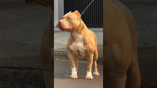 Pawsome Tricks Dogs Doing the Unexpected americanbully dogtrainingfundamentals [upl. by Marylynne646]