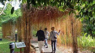 Singapore Botanic Gardens UNESCO World Heritage Site Part 1 [upl. by Belter]