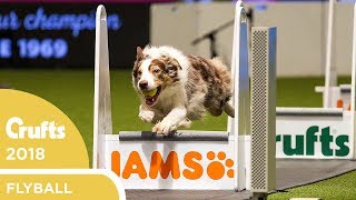 Flyball  Team Final  Crufts 2018 [upl. by Luanne]