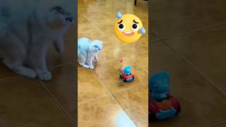 Funny Remote Control Toys shorts diy funny cat diycar [upl. by Aihsela]